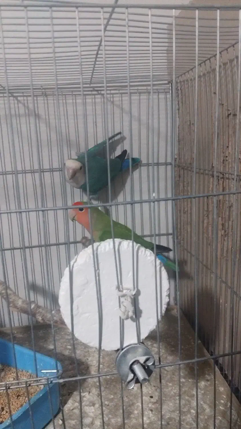 یک جفت کوتوله برزیلی|پرنده|گرگان, |دیوار