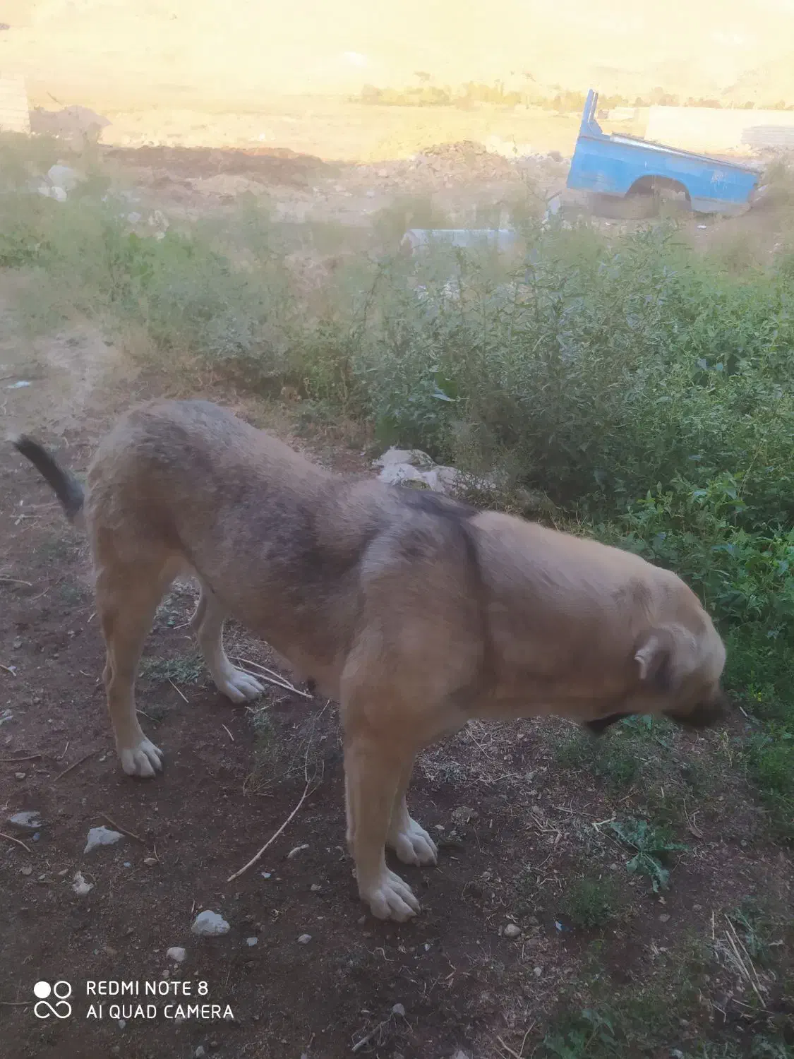 سگ عراقی ماده|سگ|مرند, |دیوار