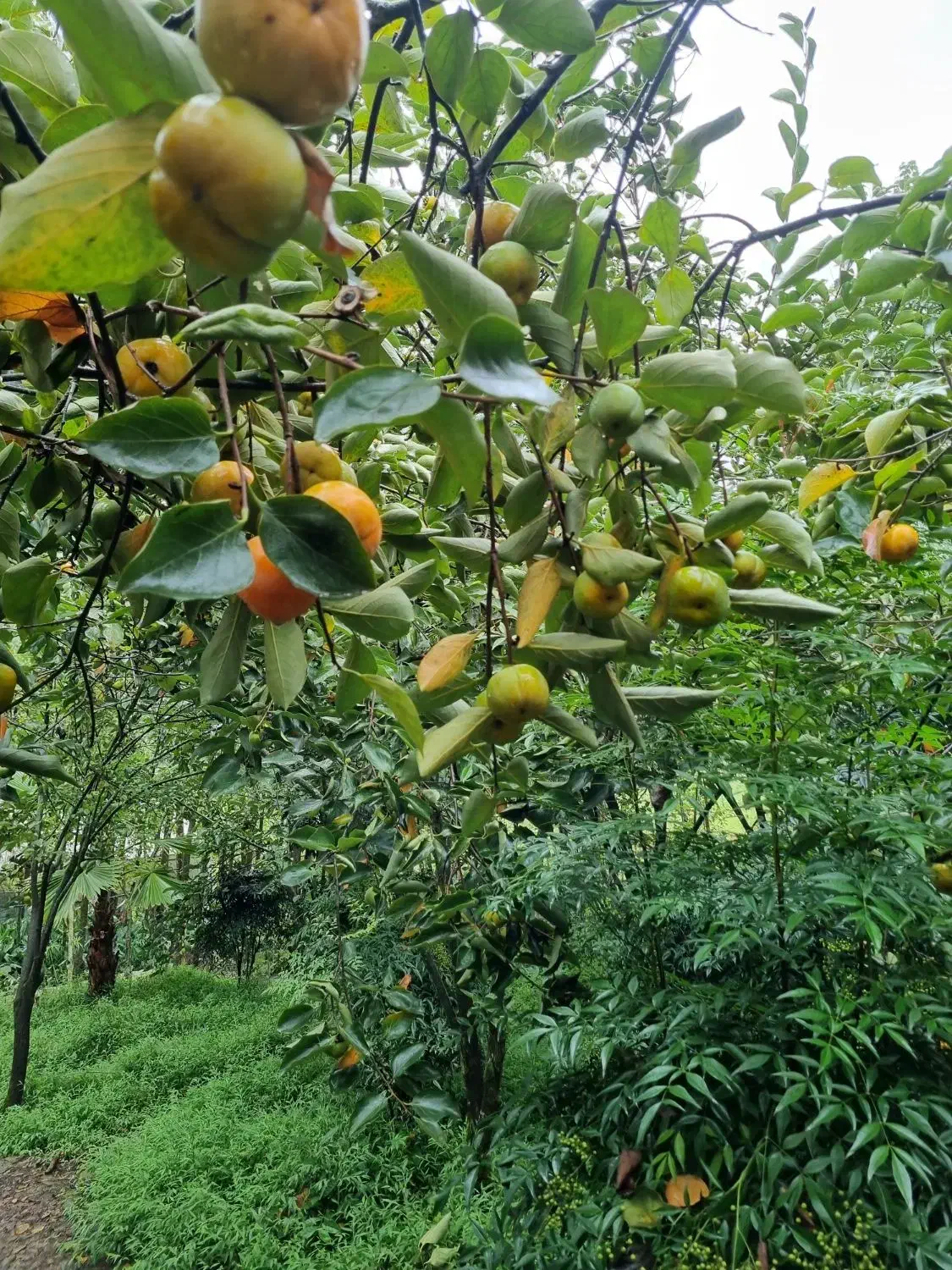 فروش خرمالو بالای دو تن|خدمات باغبانی و درختکاری|لاهیجان, آهندان|دیوار