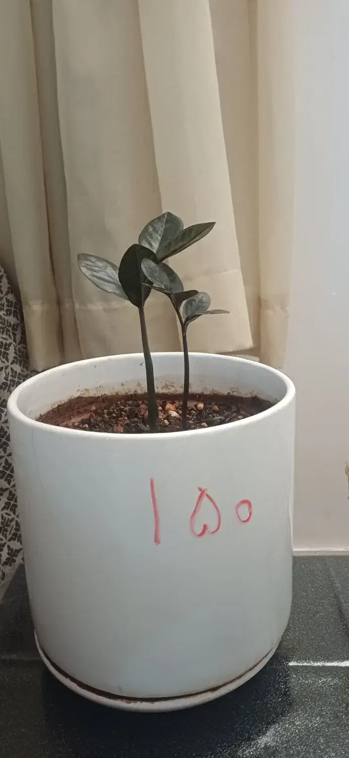 گل بابا آدم|گل و گیاه طبیعی|سرپل ذهاب, |دیوار