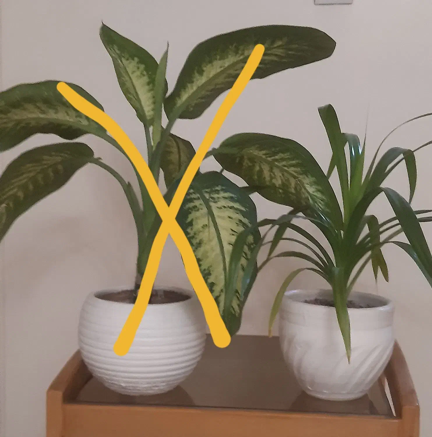 گل و گیاه|گل و گیاه طبیعی|تهران, حشمتیه|دیوار