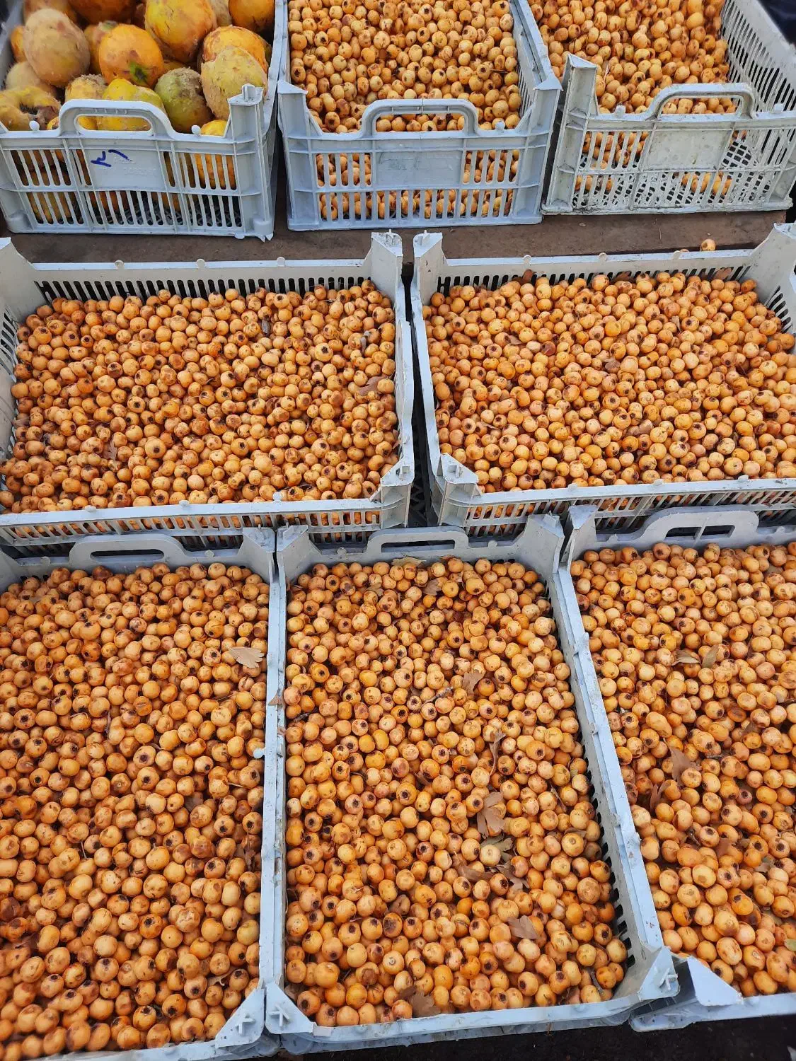 گوییژدرجه۱تازه بار....زالزالک خوشمزه|خوردنی و آشامیدنی|سقز, |دیوار