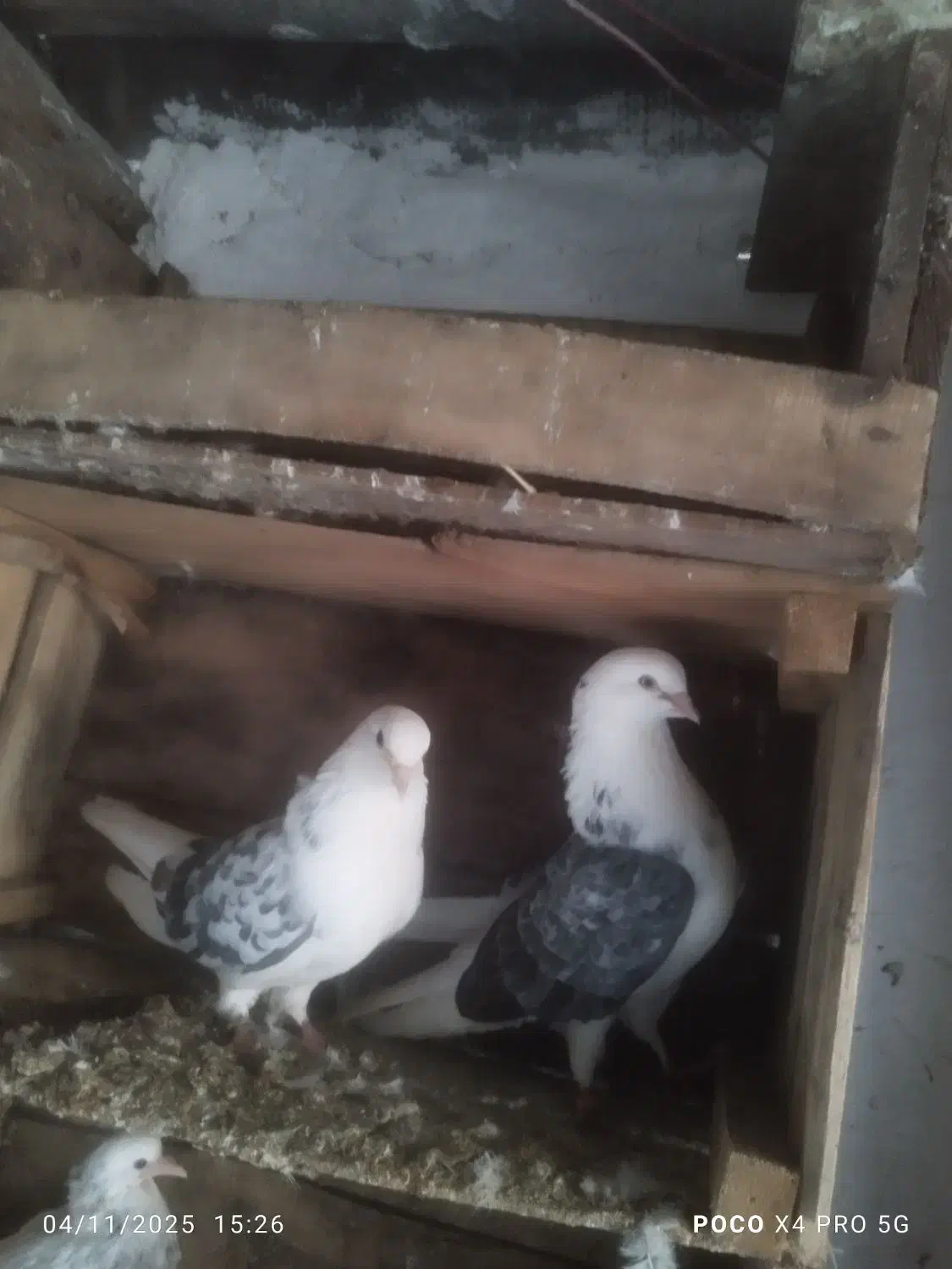 کبوتر|پرنده|گرگان, |دیوار