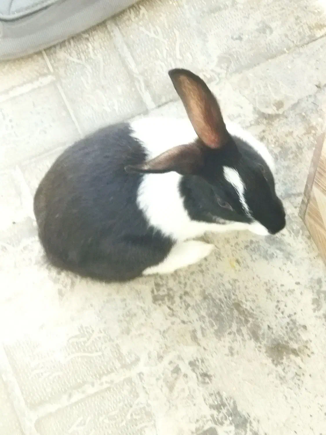 حیوانات خانگی|موش و خرگوش|فیروزآباد (فارس), |دیوار