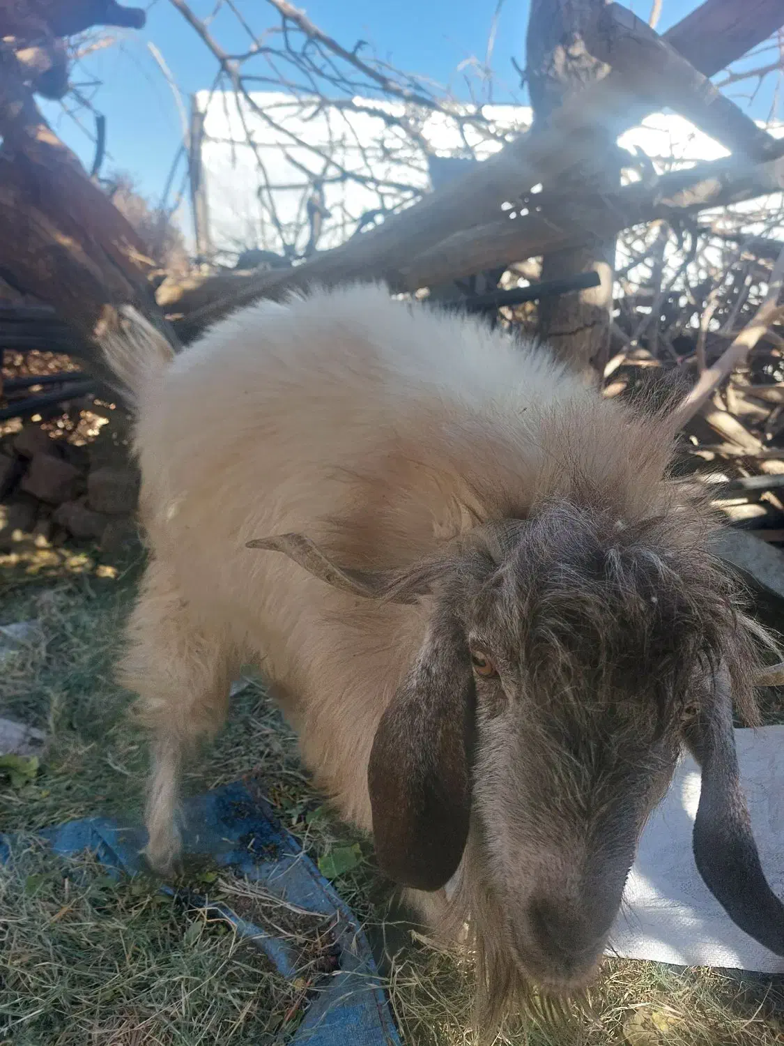 بریدن علف خوش برا گوسفند|خدمات باغبانی و درختکاری|بم, |دیوار