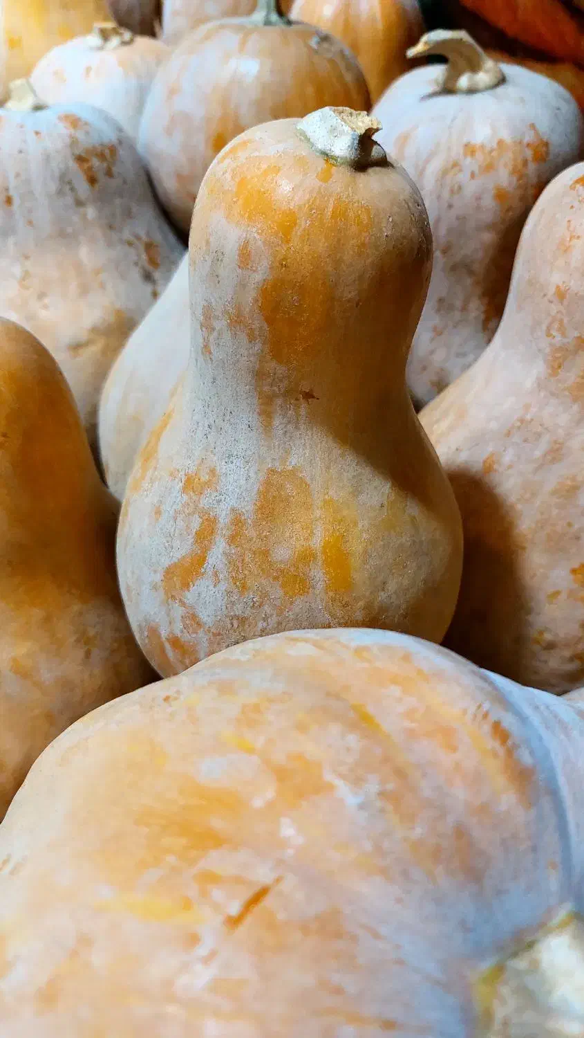 کدو حلوایی شیرین + هایپر میوه گلچین|خوردنی و آشامیدنی|شاهدشهر, |دیوار