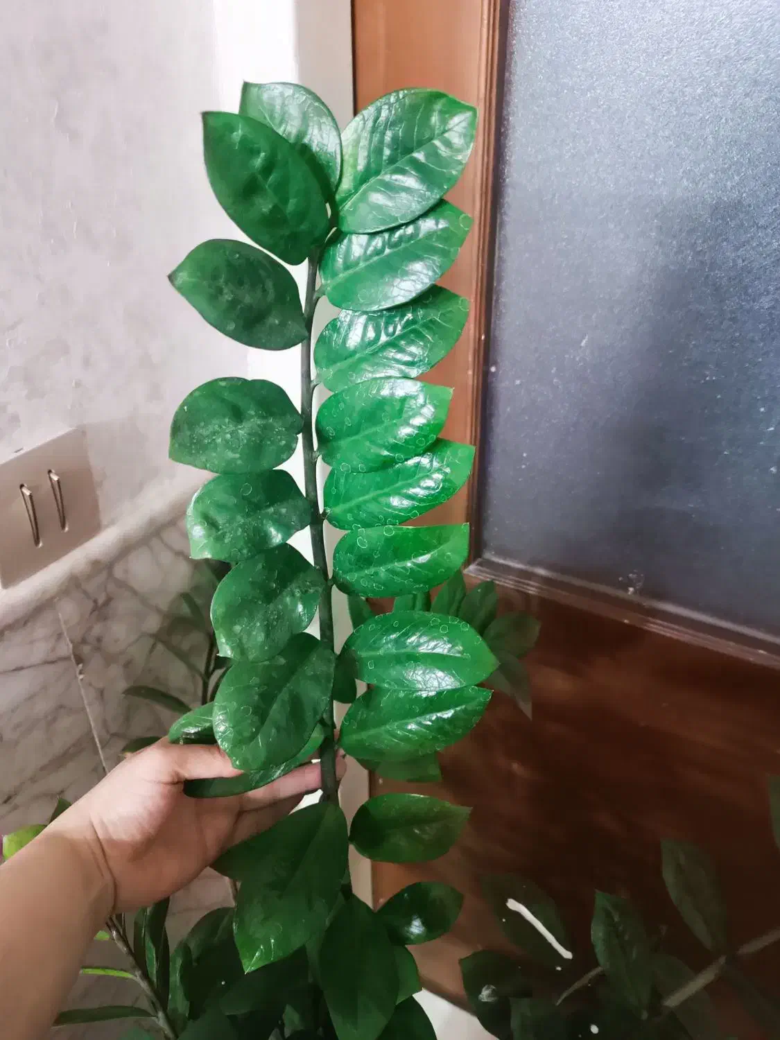 گل طبیعی، زامفولیا غول پیکر|گل و گیاه طبیعی|مشهد, عسگریه|دیوار