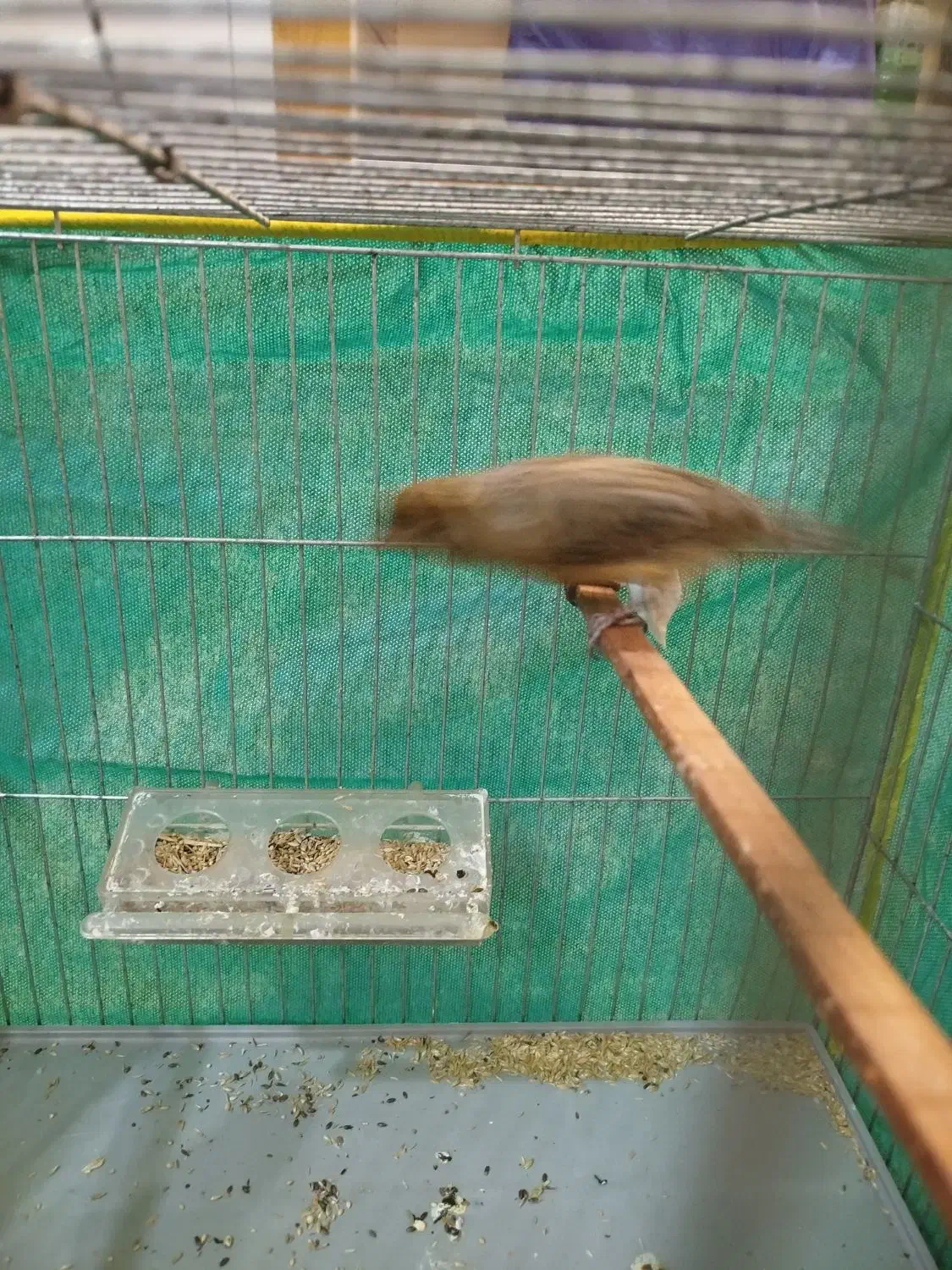 قناری نرسبز بخون|پرنده|کرمان, |دیوار