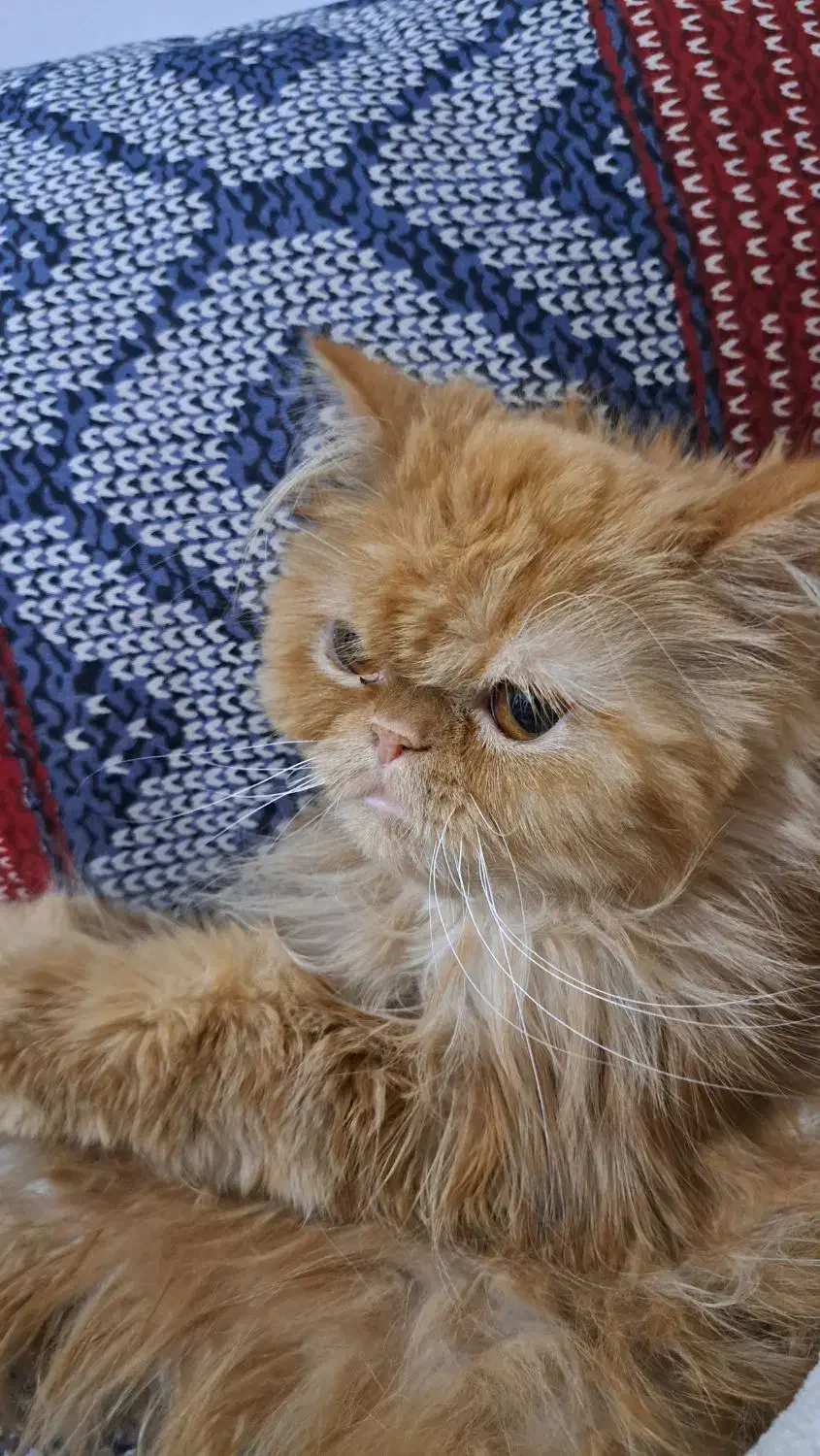 گربه پرشین ماده|گربه|ارومیه, |دیوار