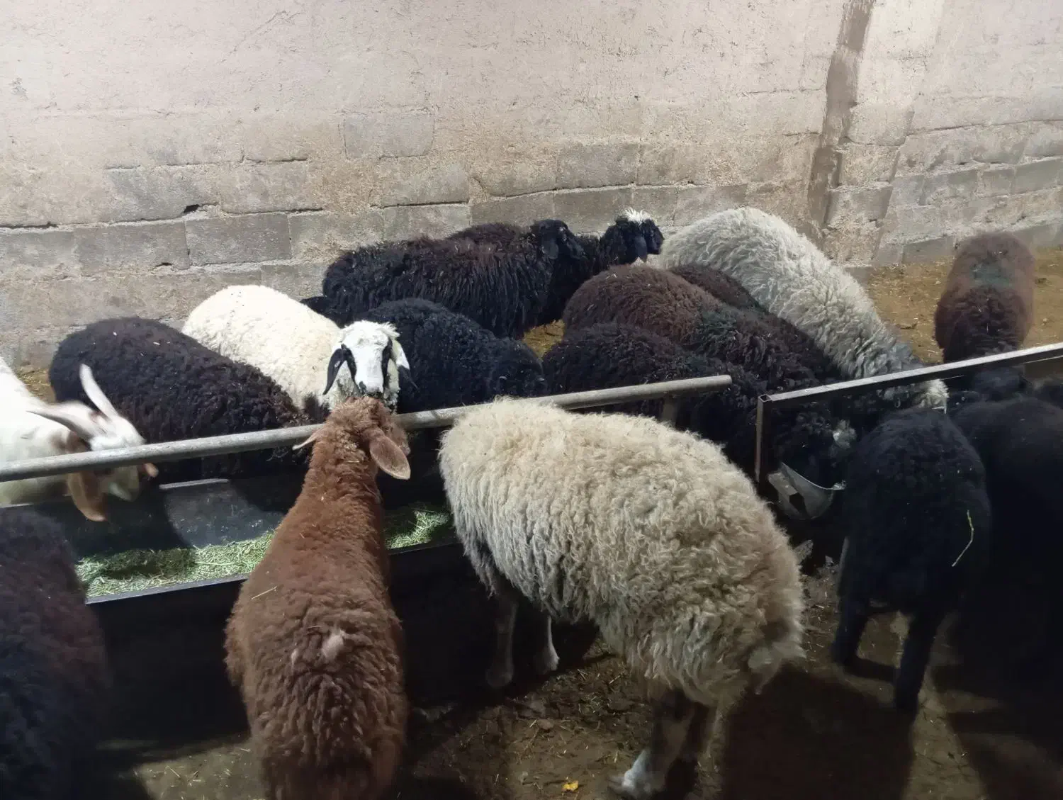 بره نر میش قوچ بزغاله|حیوانات مزرعه|محمدشهر, محمدشهر|دیوار