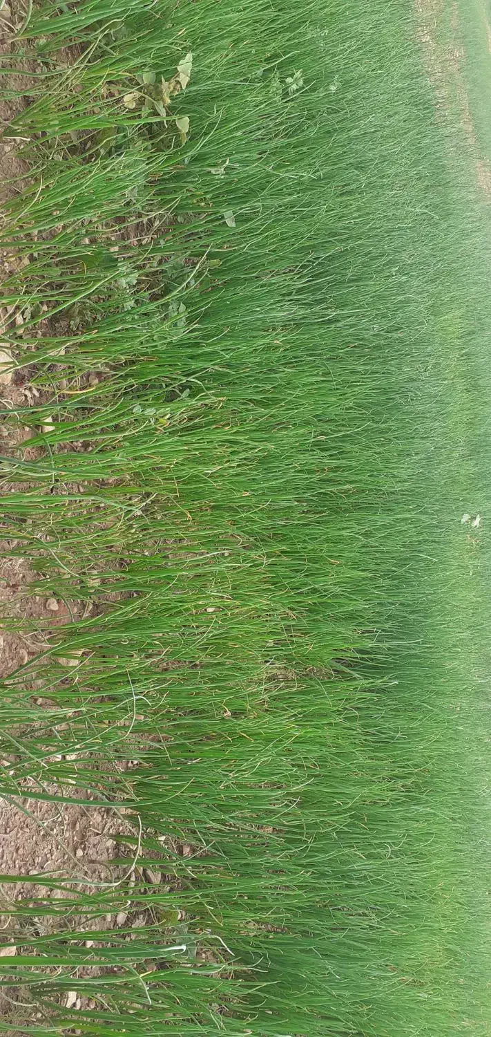 تیم پیاز و کَرتی درجه یک خیراباد پادوک|گل و گیاه طبیعی|دوگنبدان, |دیوار