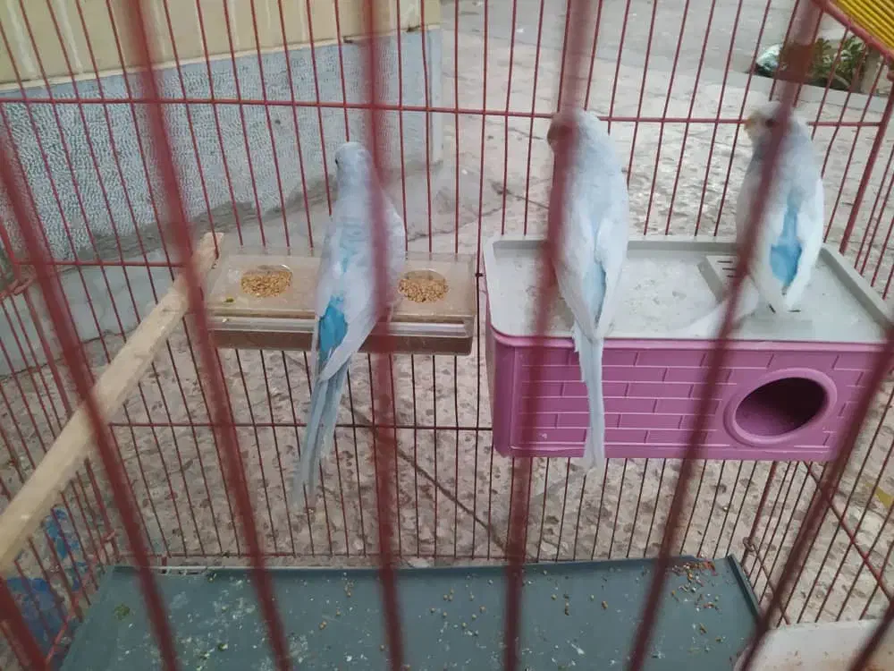 مرغ عشق سه عدد انگلیسی|پرنده|کرمان, |دیوار