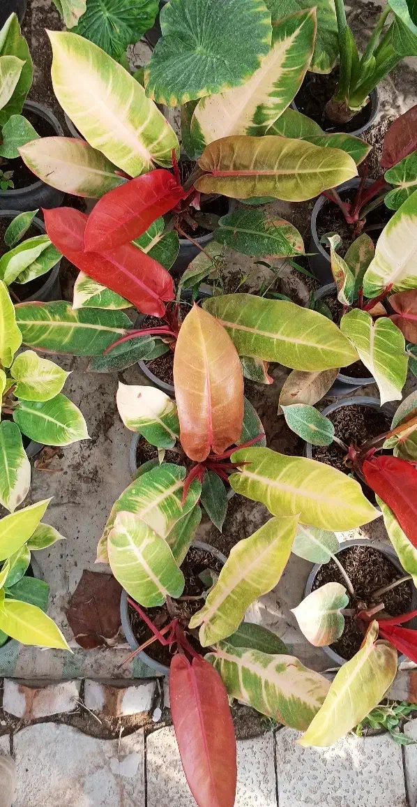 انواع گیاهان آپارتمانی و بستر آماده کاشت (خاک برگ)|گل و گیاه طبیعی|بستان آباد, |دیوار