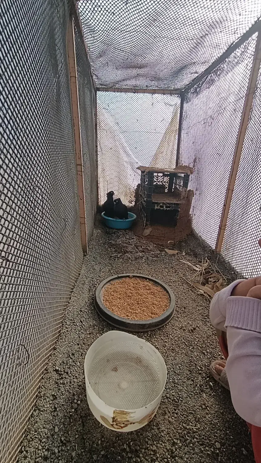 قفس|لوازم جانبی حیوانات|ایذه, |دیوار