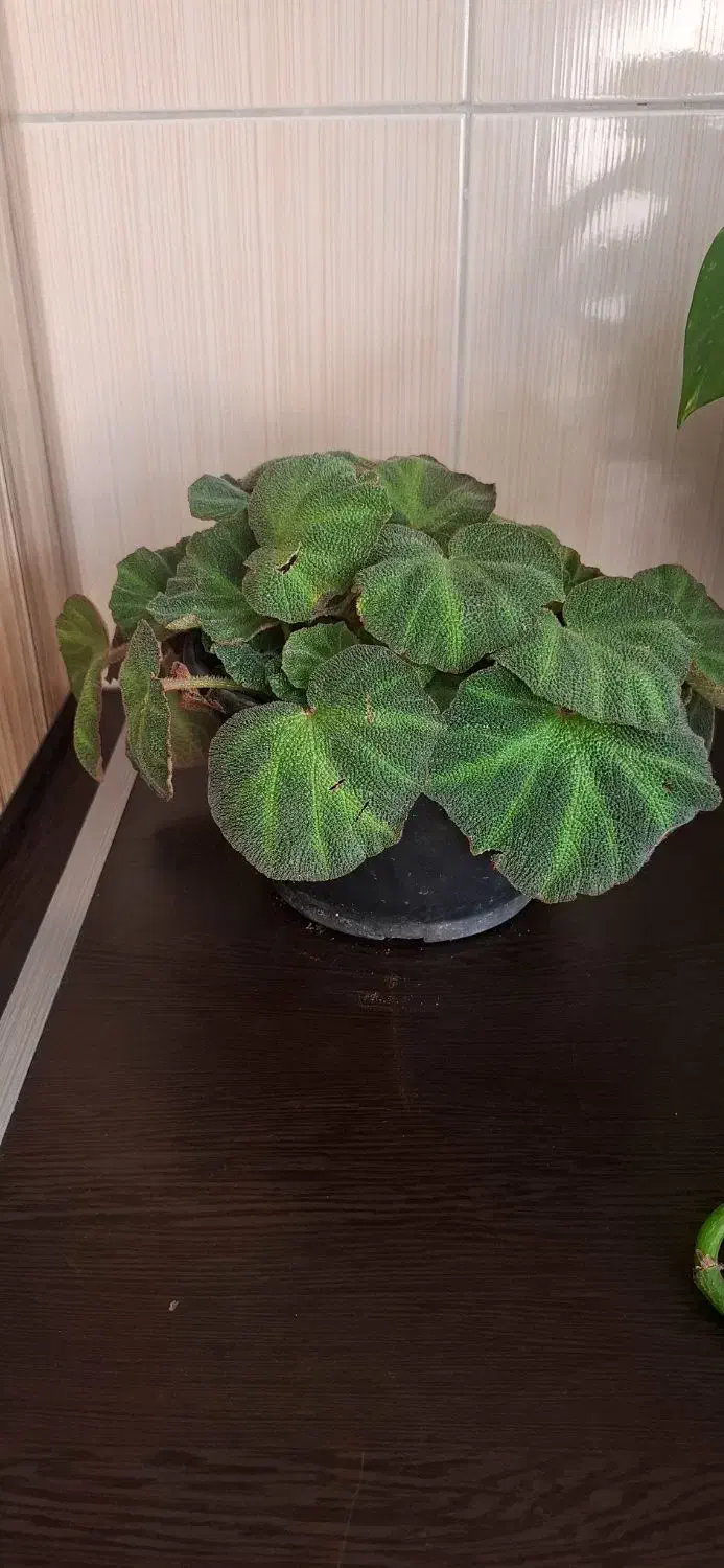 گل طبیعی بگونیای موکتی|گل و گیاه طبیعی|قدس, شهرقدس|دیوار