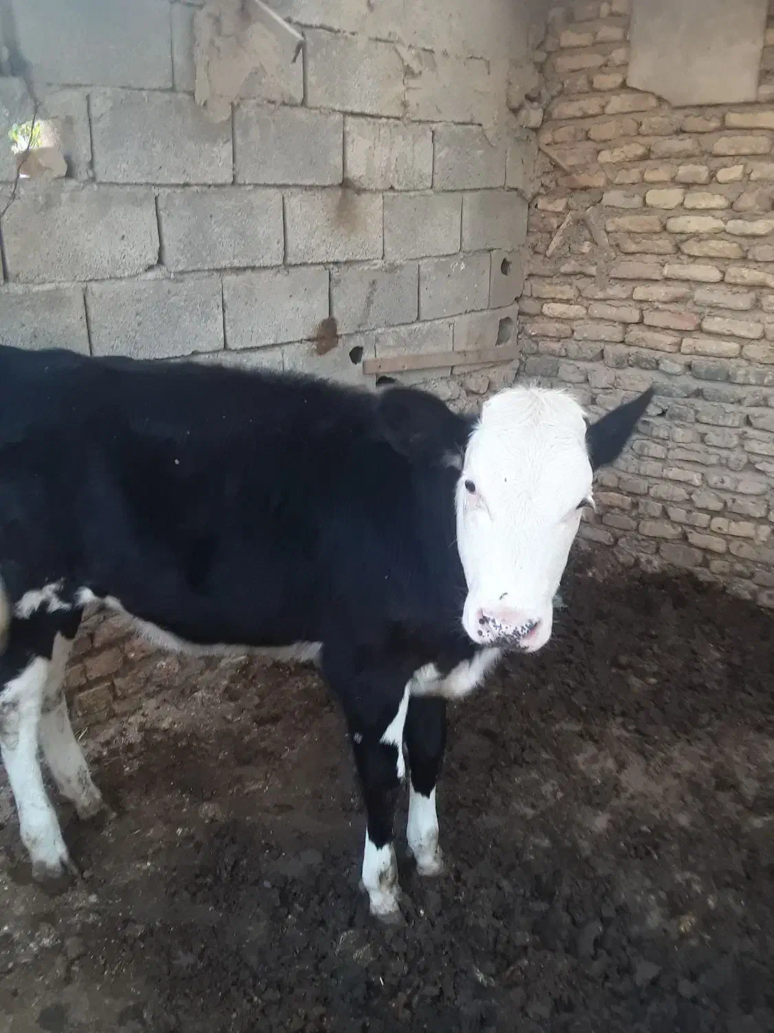 گوساله ماده سیمینتال|حیوانات مزرعه|سیمین شهر, |دیوار