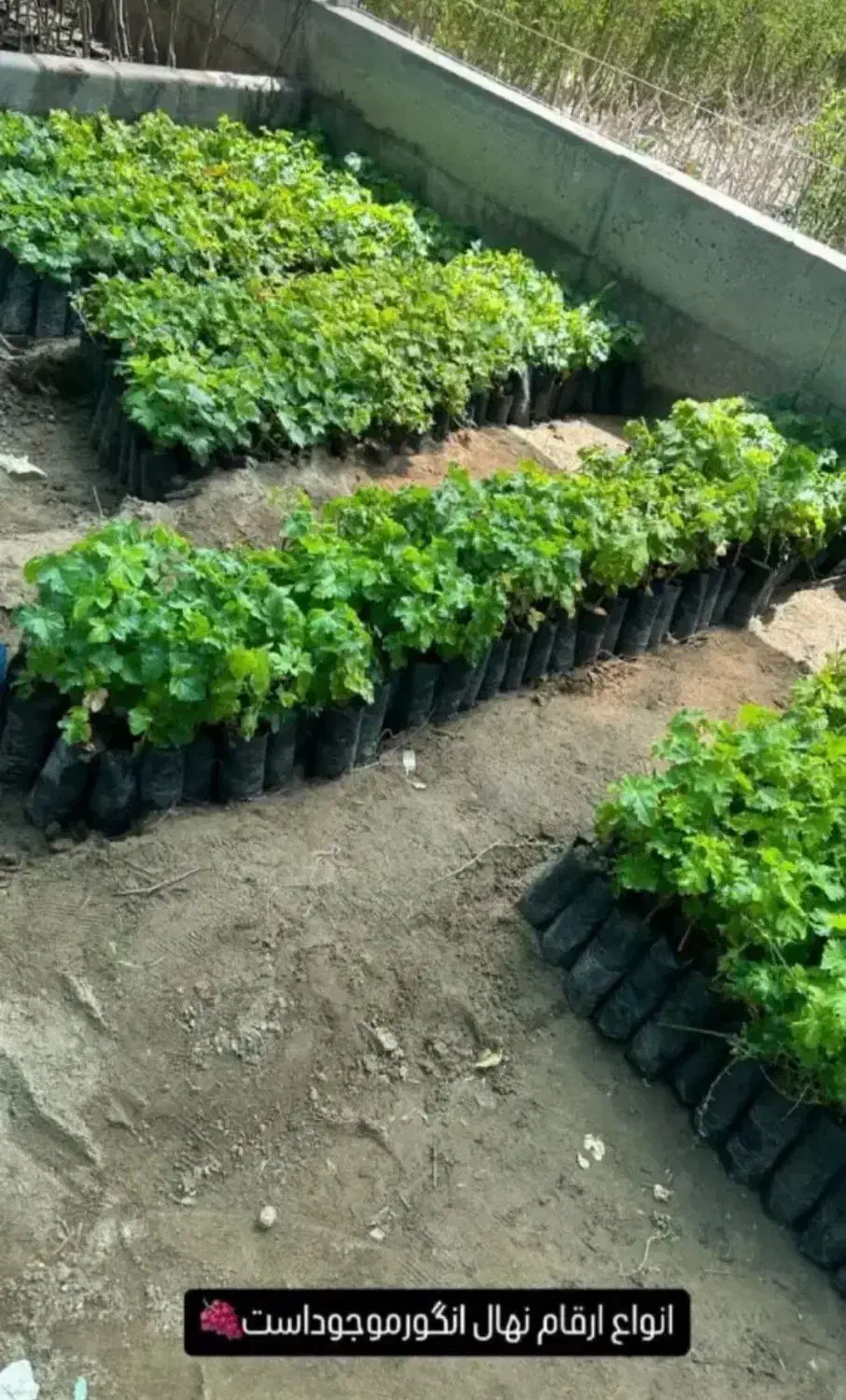 ارقام پسته ،گردو، بادام ،صنوبر نیگرای ترکیه کبوده|خدمات باغبانی و درختکاری|کرمان, |دیوار