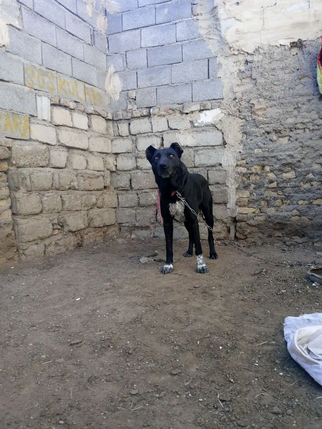 گمشده|حیوانات|خوی, |دیوار