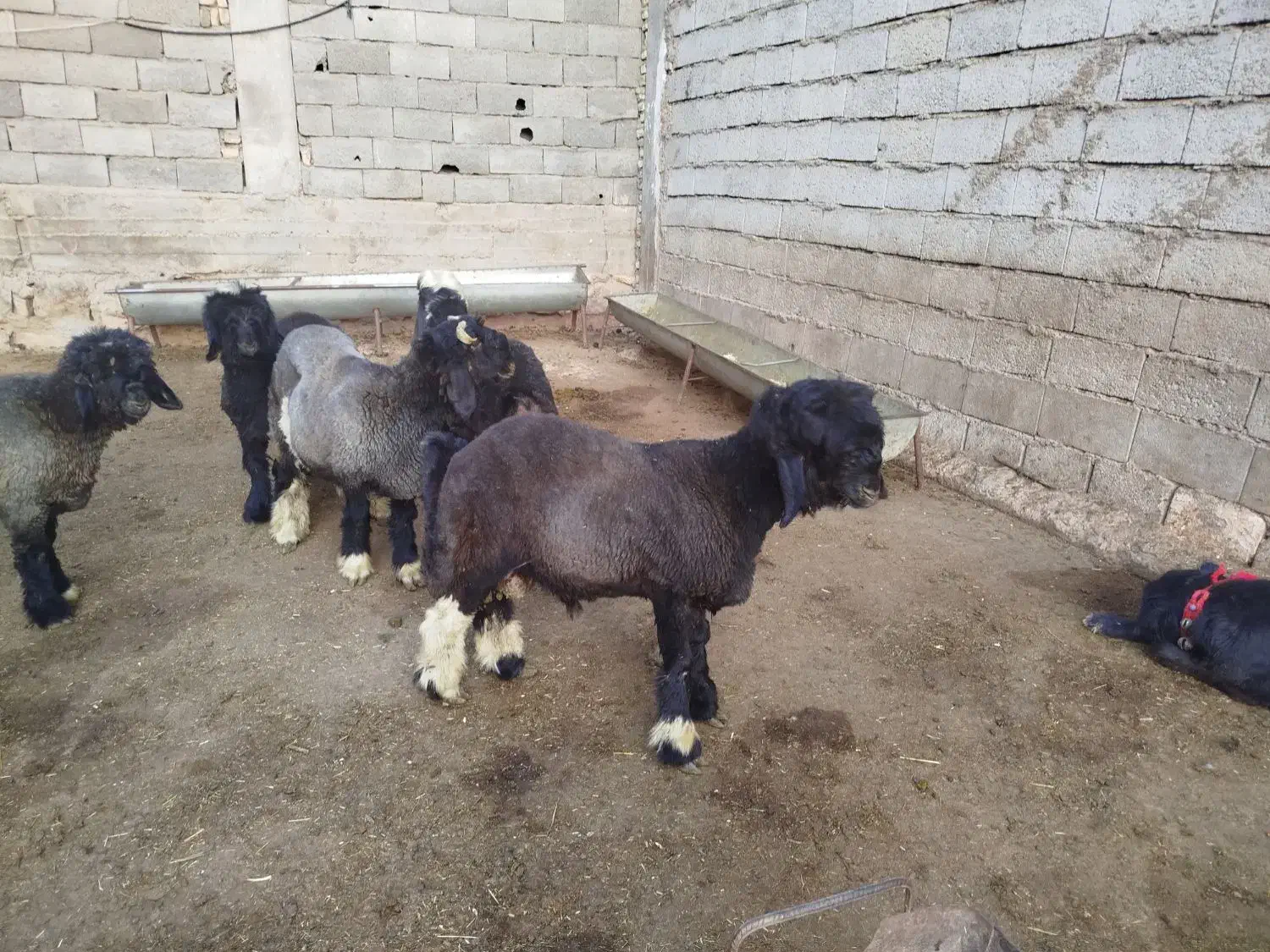 5 عدد بره تخمی عتیقه ،|حیوانات مزرعه|کوهرنگ, |دیوار