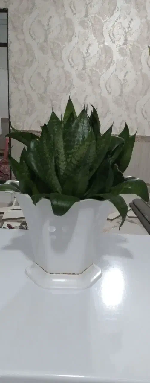 گل زیباوساعت موتورش خرابه|گل و گیاه طبیعی|مرند, |دیوار