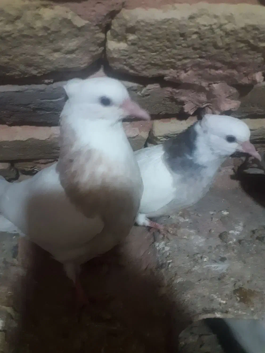 طوقی|پرنده|سبزوار, اسلام آباد|دیوار