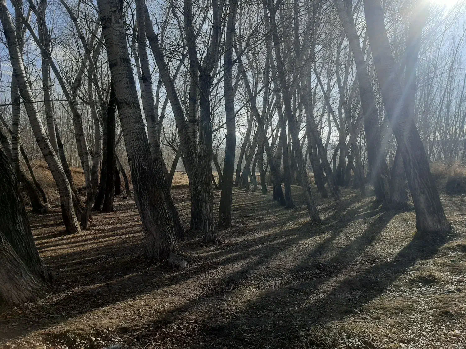 خرید چوب و درخت تر و خشک|خدمات باغبانی و درختکاری|کوثر, |دیوار