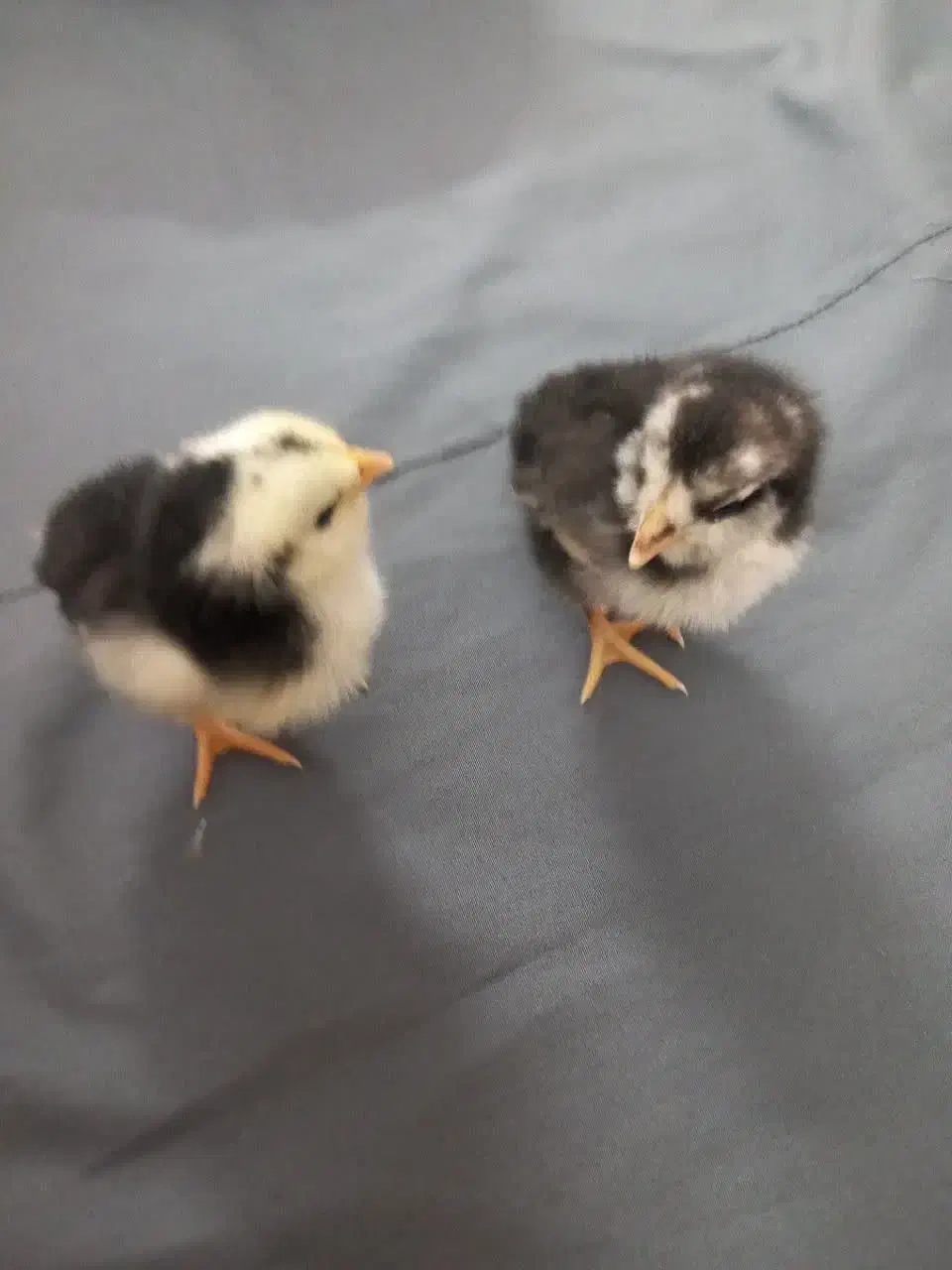 جوجه گلین،سبرایت،گلپایگانی|حیوانات مزرعه|یزد, |دیوار