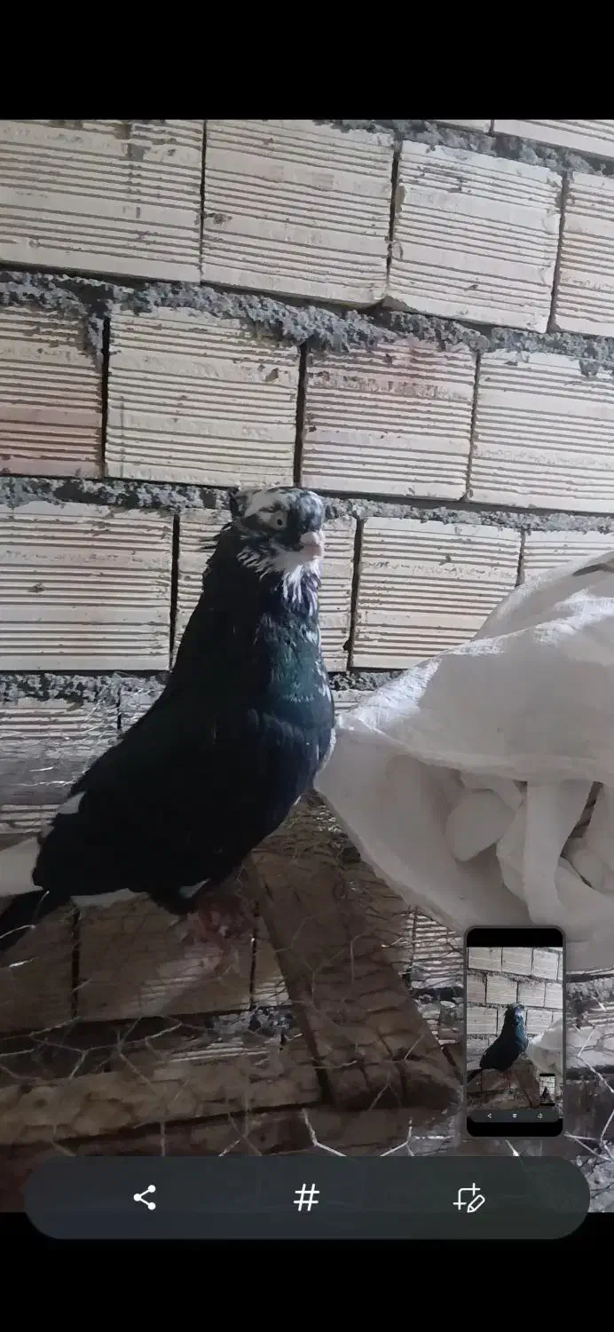 یک عدد دمبی جمع قنار ب فروش مرسی.|پرنده|میانه, |دیوار