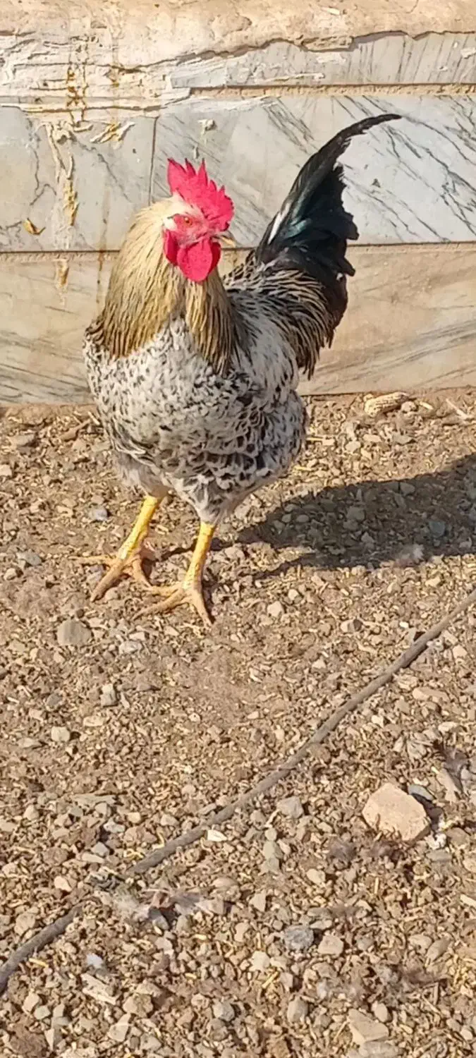 دو عدد خروس محلی|حیوانات مزرعه|بشاریات, |دیوار