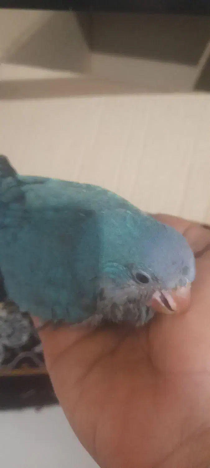 طوطی راهب سرلاکی دمه دونخور|پرنده|بابلسر, |دیوار