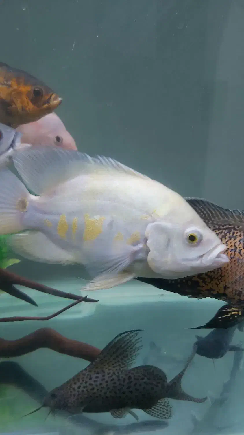 ماهی اسکار|ماهی|قم, علی آباد|دیوار