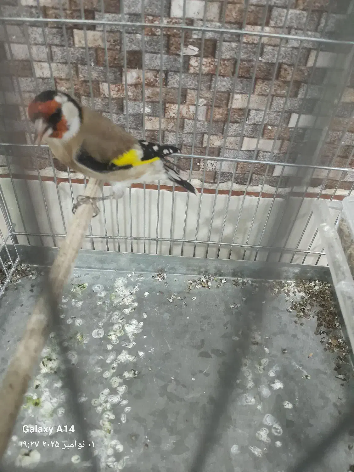 یک عدد سهره بسیار زیبا خوشکل قواره دار|پرنده|ملارد, |دیوار