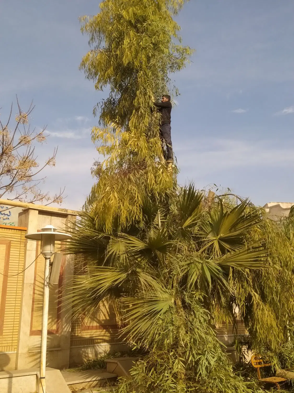 خرید و فروش انواع چوب خشک و تر و هرس درختان|خدمات باغبانی و درختکاری|قم, باغ کرباسی|دیوار
