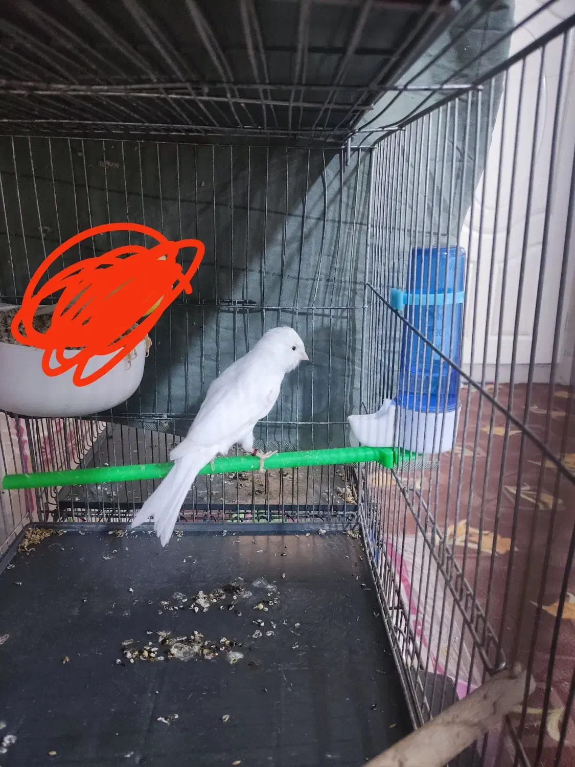 قناری نر سوپر|پرنده|قم, شاه ابراهیم|دیوار