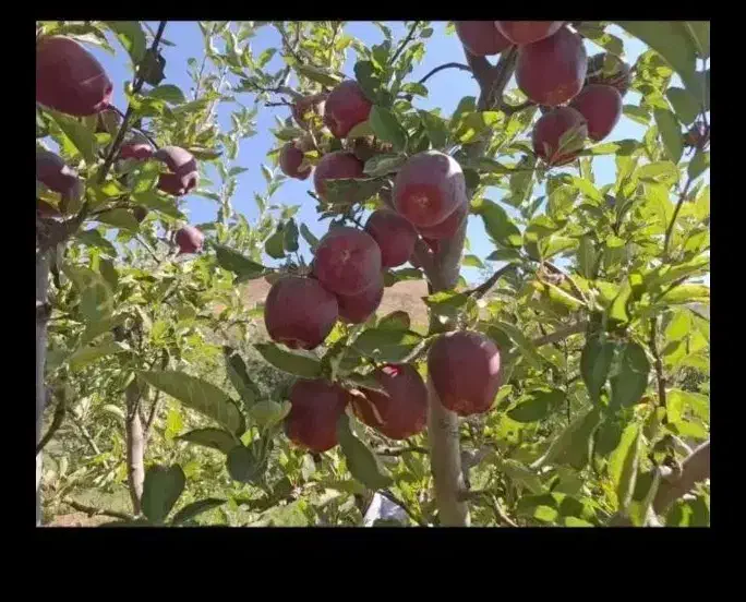 به نیروی کارگرسیب چیدن نیاز دارم روزان تسویه میکنم|استخدام صنعتی، فنی، مهندسی|بروجرد, |دیوار