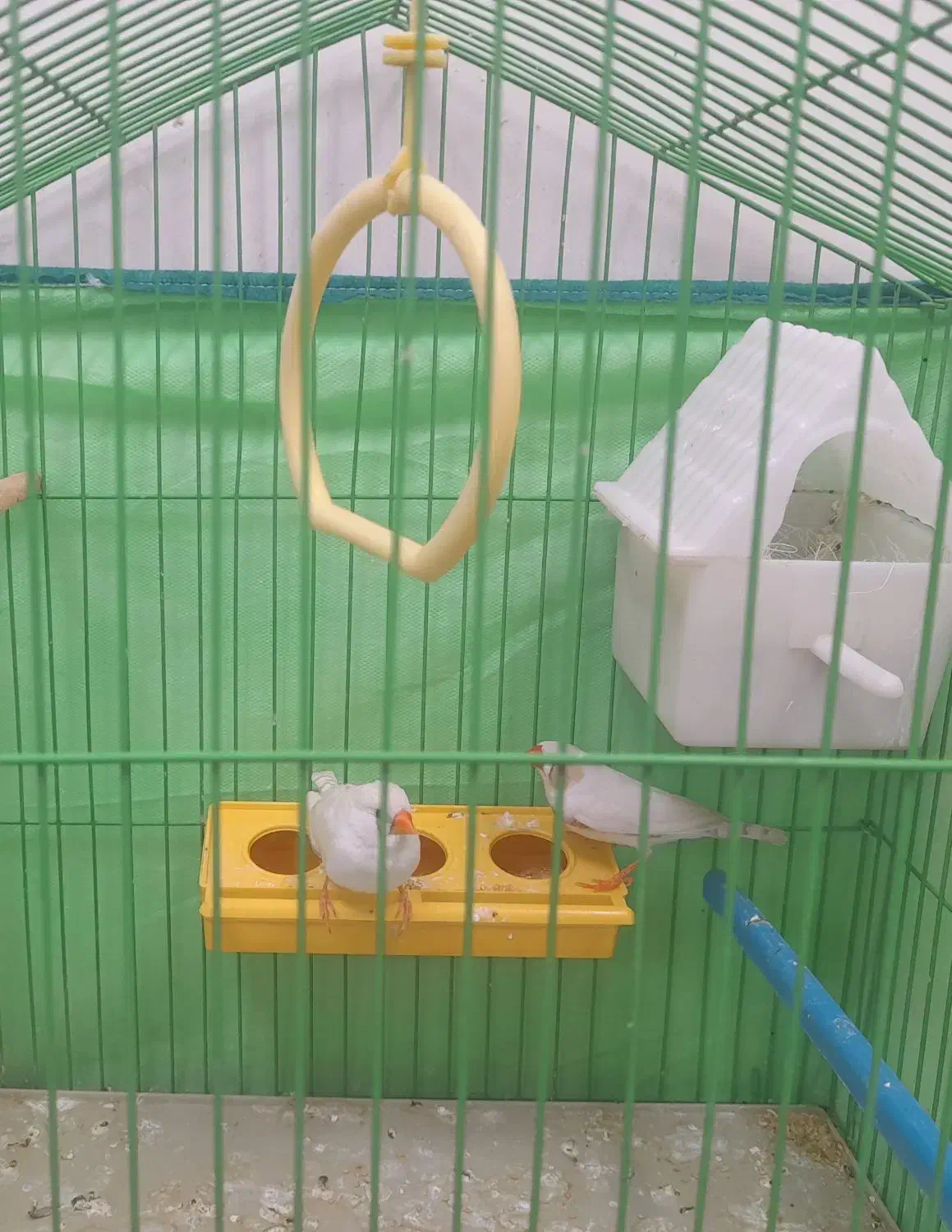 یک جفت فنچ سالم سرحال خوشگل|پرنده|قزوین, |دیوار