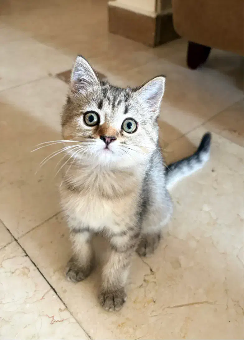 بریتیش چینچیلا گلد تبی|گربه|تهران, هروی|دیوار