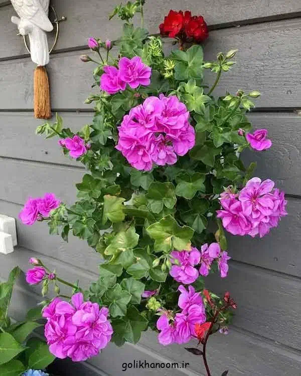 وام مهربانی|فعالیت داوطلبانه|نقده, |دیوار