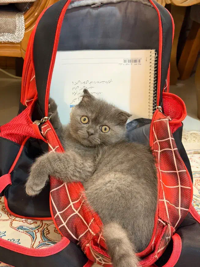 گربه اسکاتیش|گربه|آمل, |دیوار