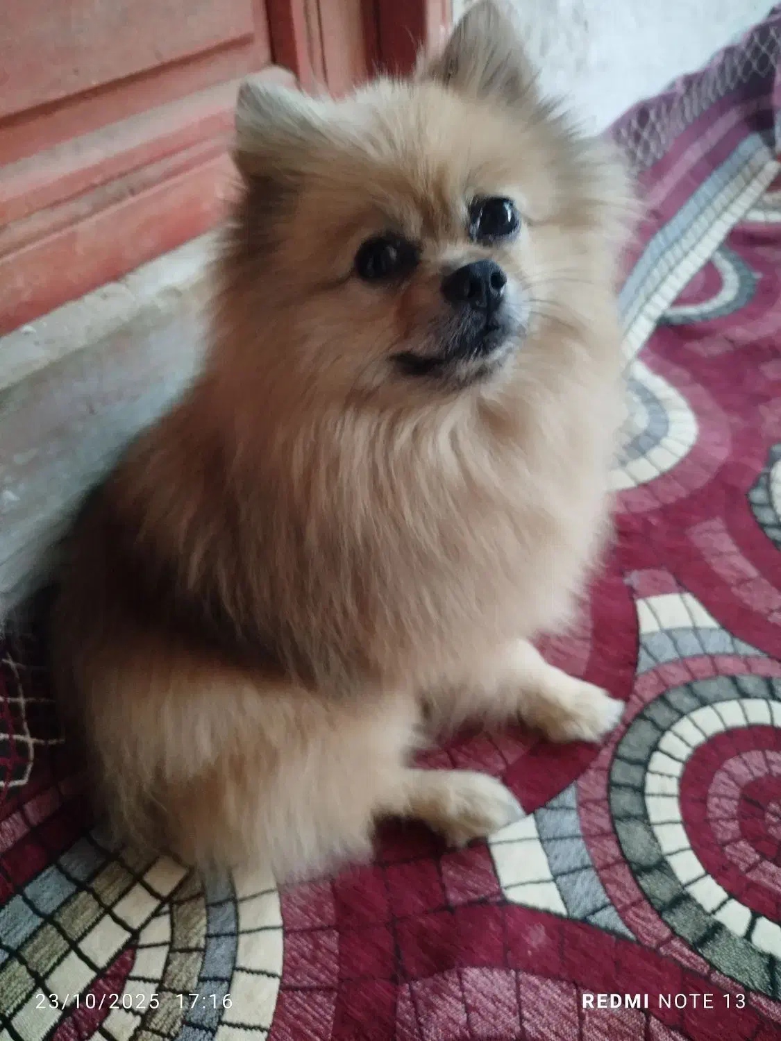 پامر خرسی روباهی|سگ|سیاهکل, |دیوار