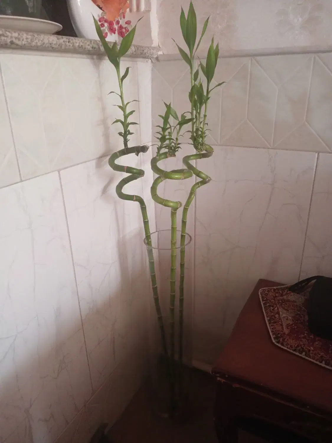 گل بامبو|گل و گیاه طبیعی|قم, امامزاده ابراهیم|دیوار