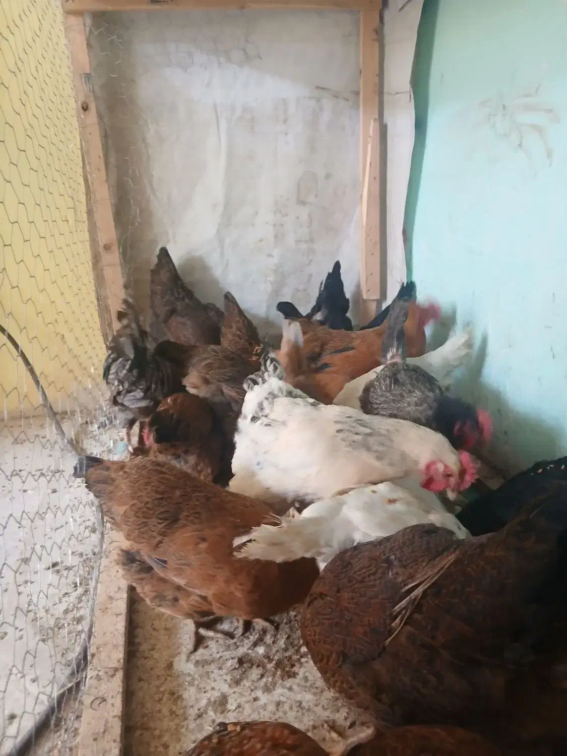 مرغ محلی|حیوانات مزرعه|هشتگرد, شهرک وحدت|دیوار