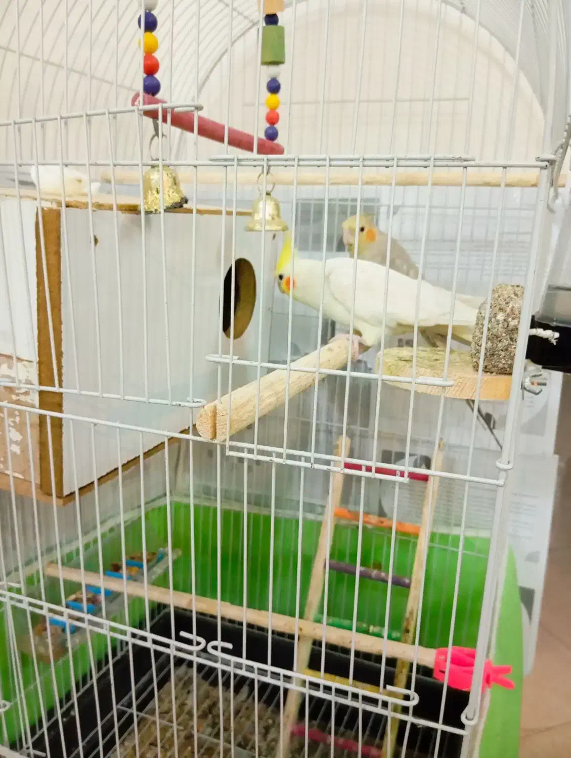 عروس هلندی جفت|پرنده|گلبهار, شهر جدید گلبهار|دیوار