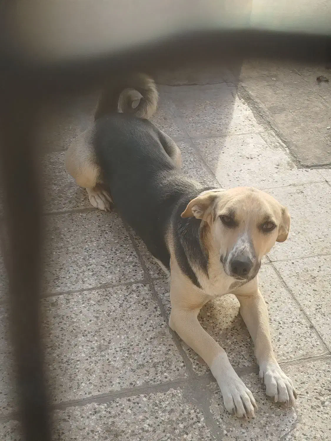 سگ دوبرمن ماده و پا کوتاه|سگ|مشهد, کوشش|دیوار