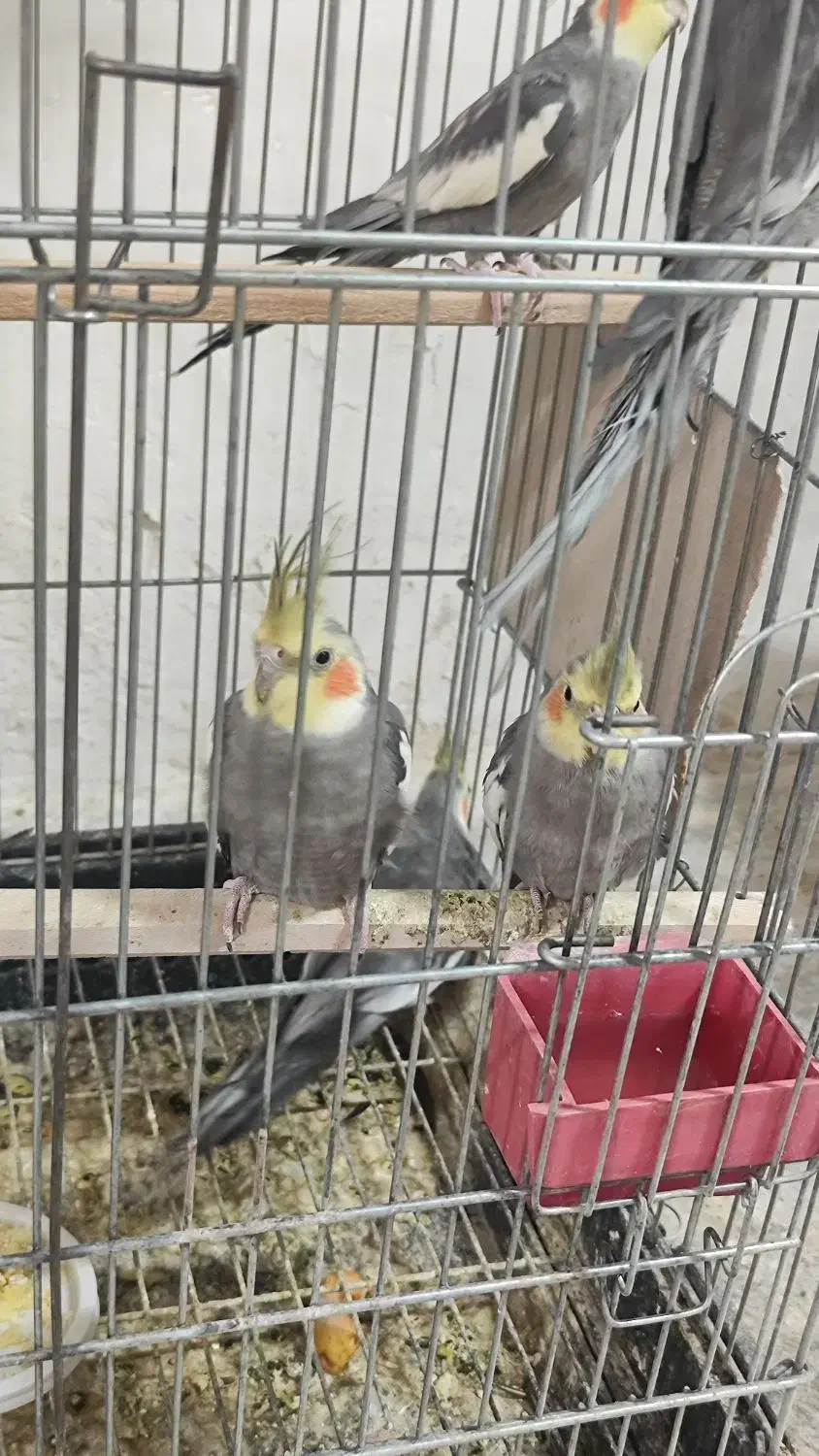 عروس هلندی|پرنده|رباط‌کریم, رباط‌کریم|دیوار