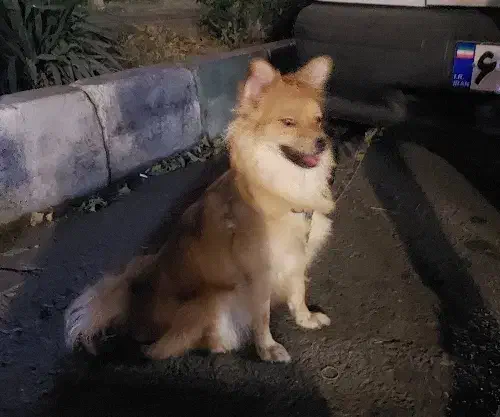 پامر اشپیتز خانگی|سگ|ری, شهرری|دیوار