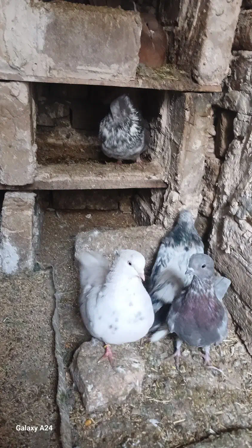 کبوتر زینتی|پرنده|بوئین زهرا, |دیوار