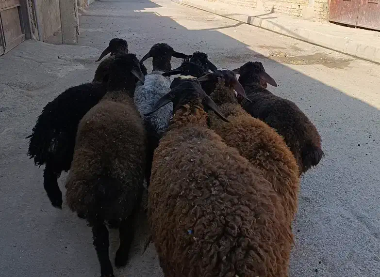 21راس بره|حیوانات مزرعه|کرج, فاز ۱ مهرشهر|دیوار