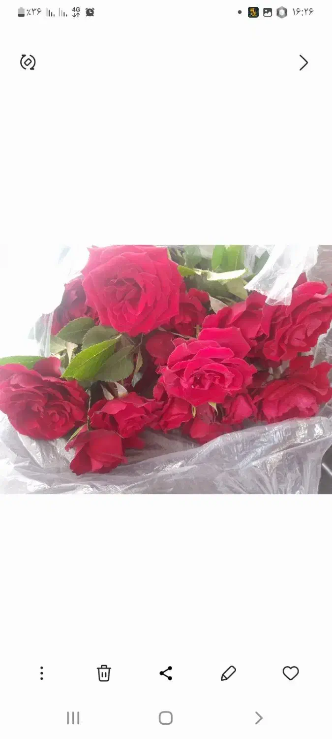 گل رز زرند|گل و گیاه طبیعی|زرند, |دیوار