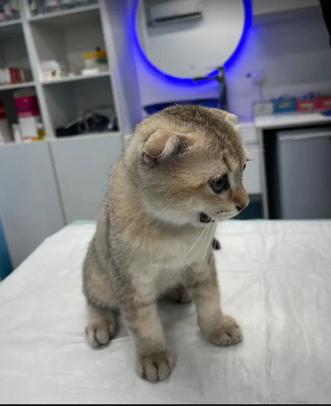 استخدام نیرو کار ساده در کلینیک دامپزشکی|استخدام درمانی، زیبایی، بهداشتی|کرج, اتحاد|دیوار